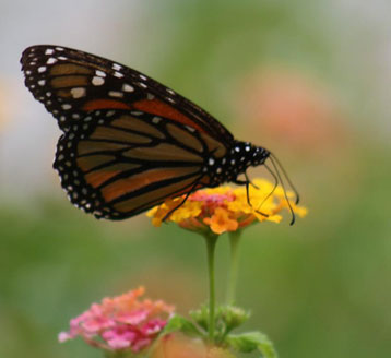 Butterfly Garden