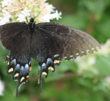 Butterfly Garden